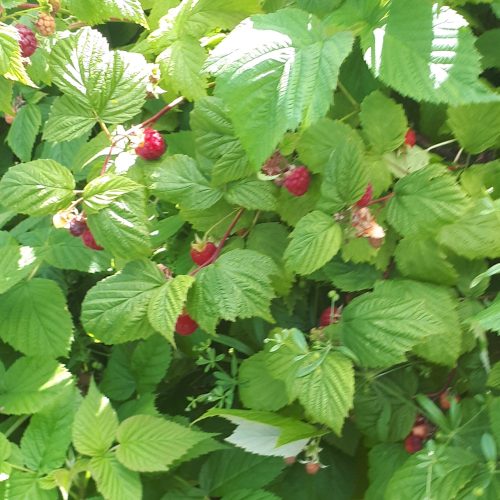 Raspberry Plant - 2